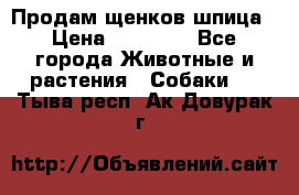 Продам щенков шпица › Цена ­ 25 000 - Все города Животные и растения » Собаки   . Тыва респ.,Ак-Довурак г.